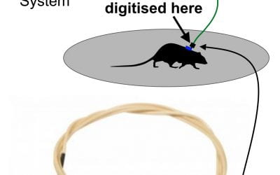 Real-time monitoring of spinal electrical activity in rats for treating spinal cord injury
